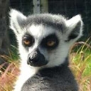 psychoactivelemur