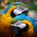 Parrot Pictures